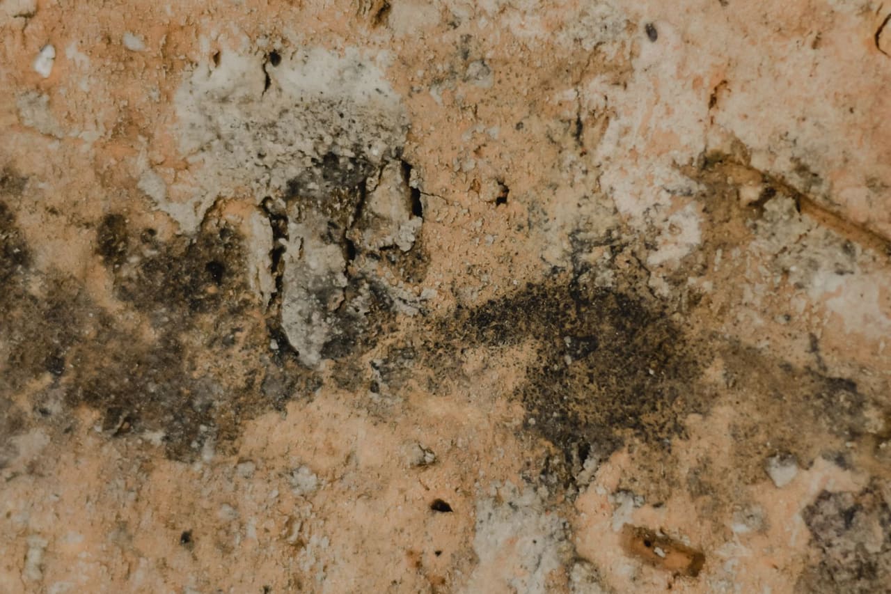 Black mold vs mildew: Decaying surface with mold