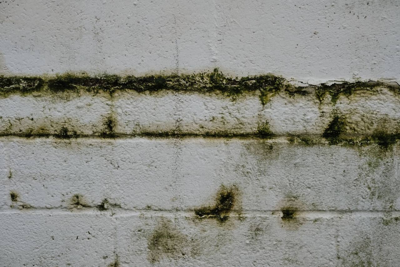 Does bleach kill mold: Green mold and moss growing on an old brick wall