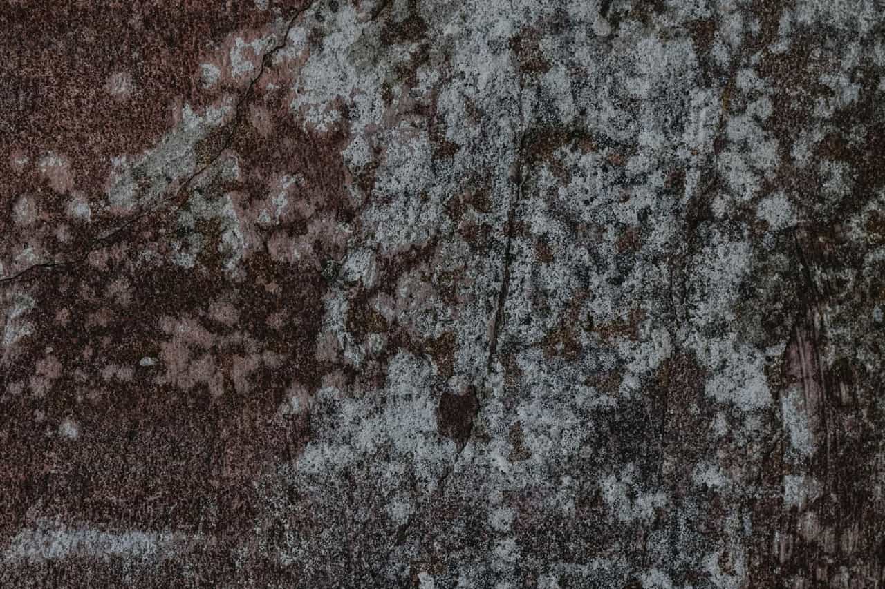 Does homeowners insurance cover mold: A brown with cracks and molds