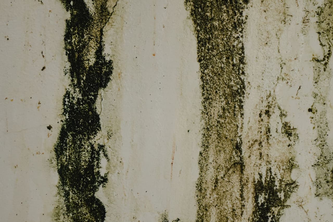 Does hydrogen peroxide kill mold: Close up of a stained wall