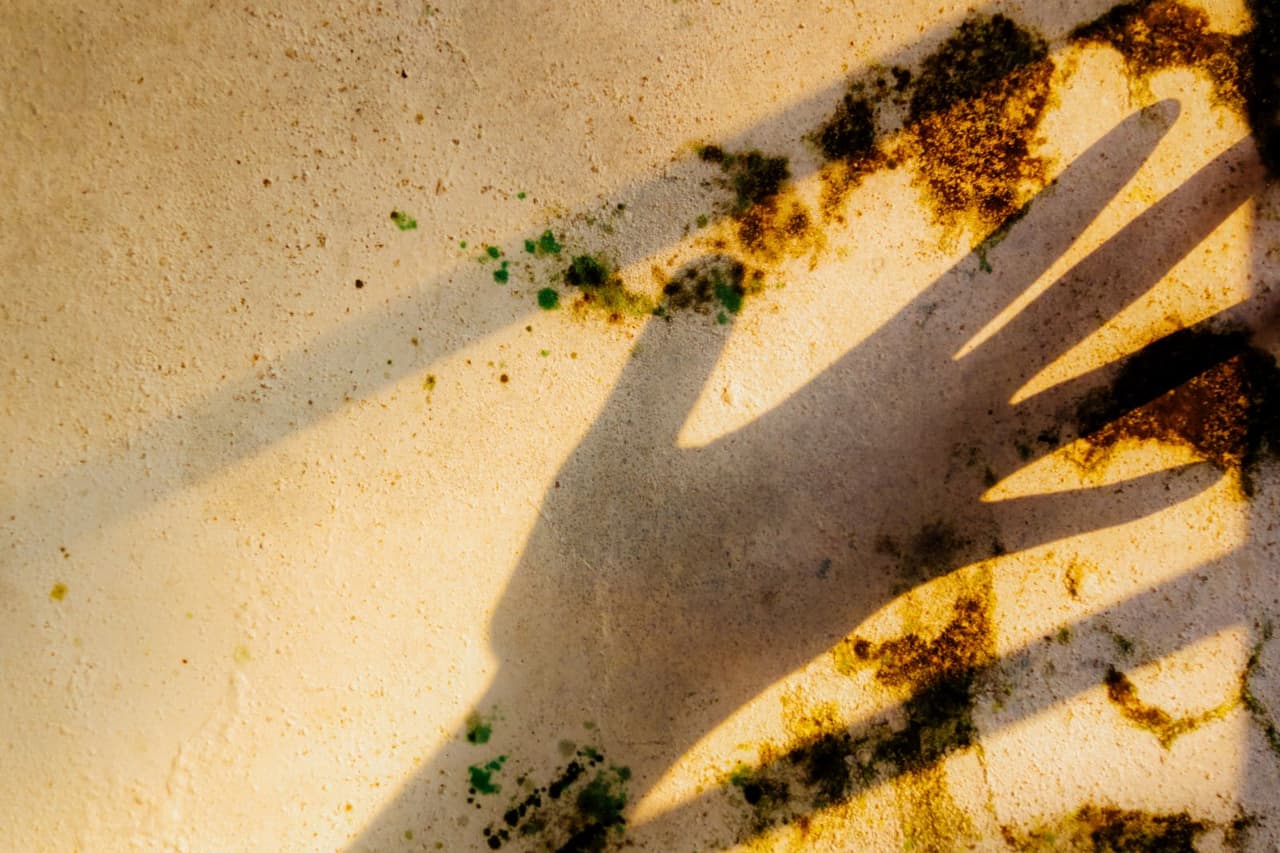 How to dry a wet carpet: Shadow of hand on moldy wall in sunset light