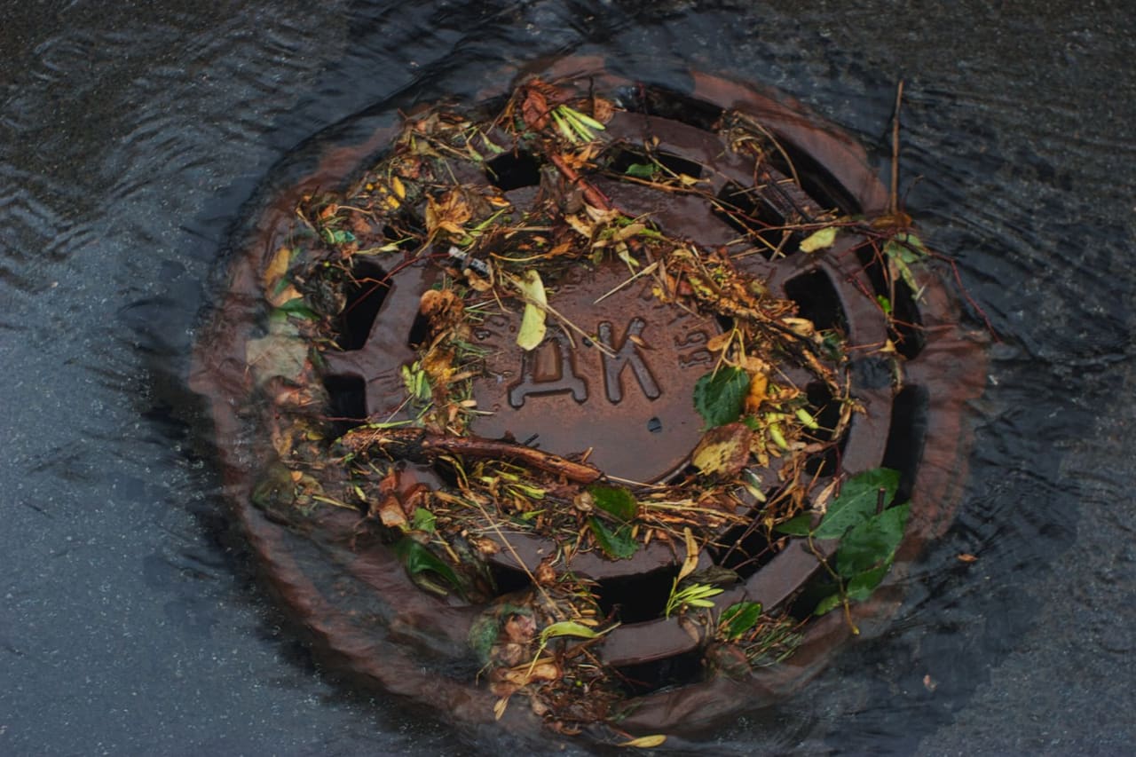 How to unclog a shower drain: Storm drain with leaves and debris accumulation