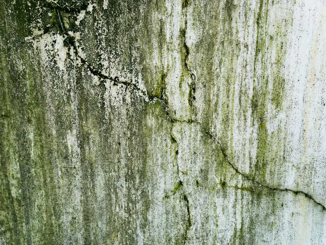 Mold remediation cost: green mold stains spreading across a cracked wall