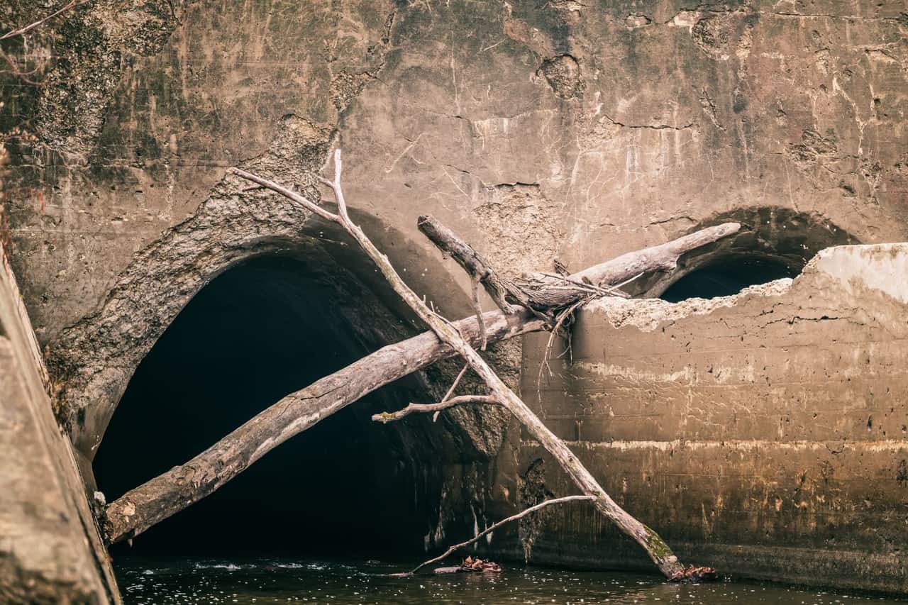 Plumber in Portland, OR: Tree Root Sewer Damage