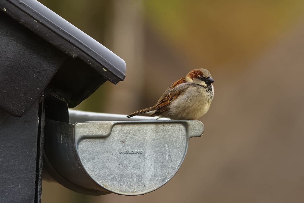 Roof repair Waukesha WI: House sparrow perched on metal gutter outdoors