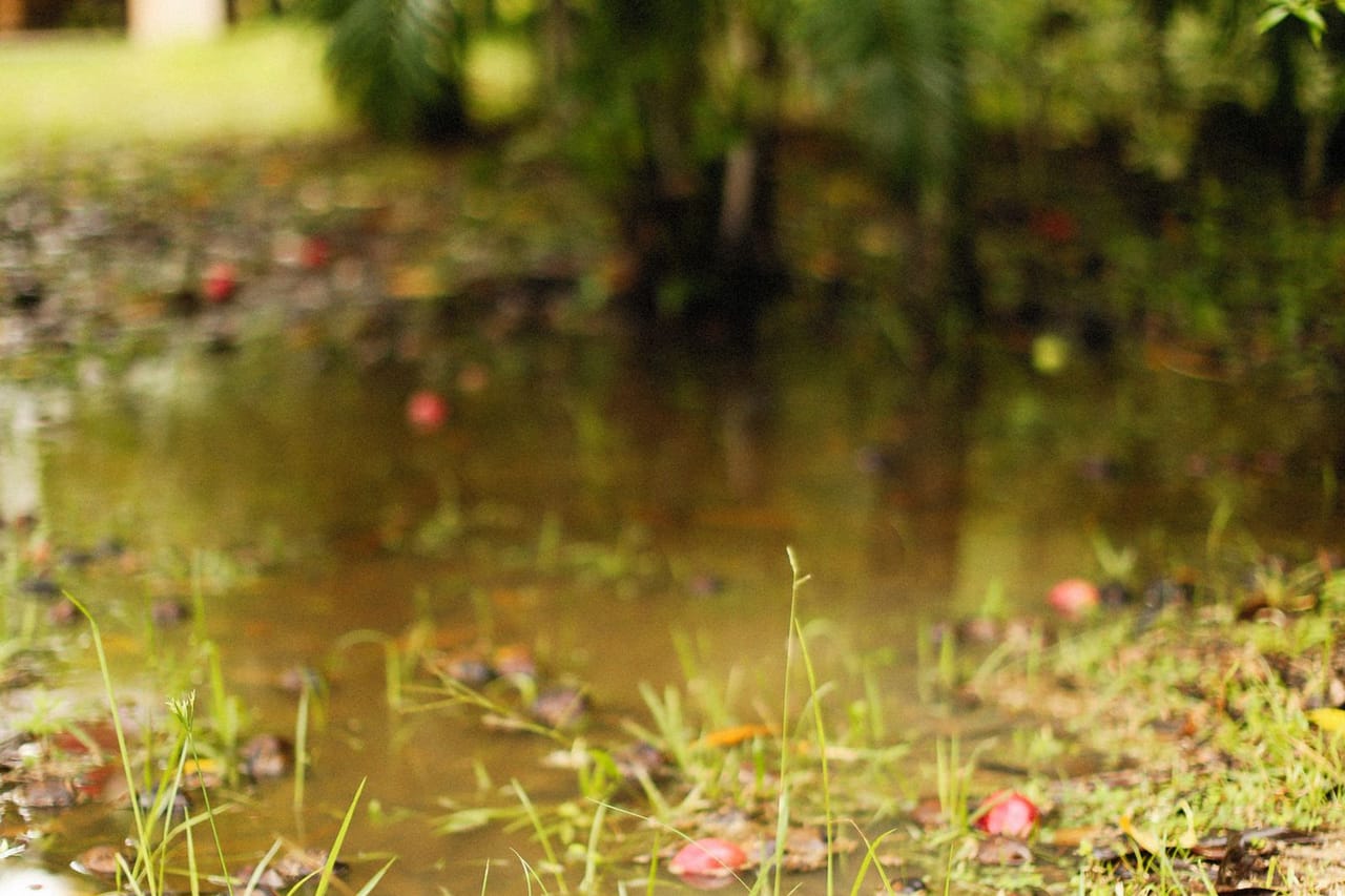 Water damage restoration Palm Springs CA: Flood near palm trees