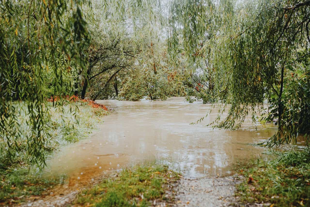 Water damage restoration Philadelphia PA: Serene flooded forest path after rainfall